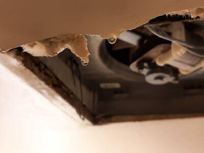 Professional mold remediation services in Woodlawn